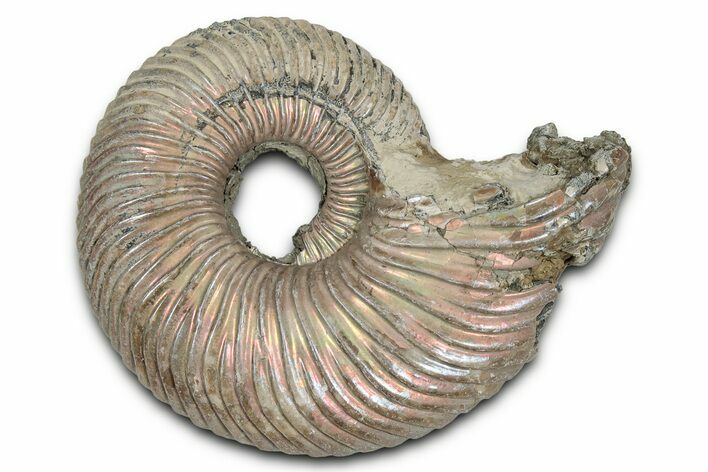 Iridescent, Pyritized Ammonite (Quenstedticeras) Fossil - Russia #336209